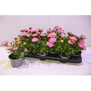 arr8 Osteo Fp Chryst Pink