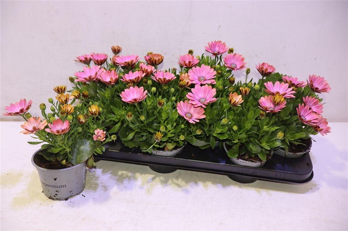 <h4>arr8 Osteo Fp Chryst Pink</h4>