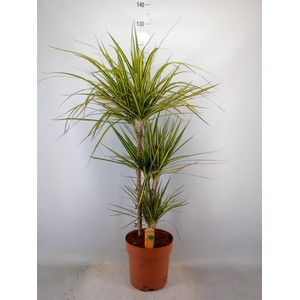 Dracaena marg. 'Sunray'