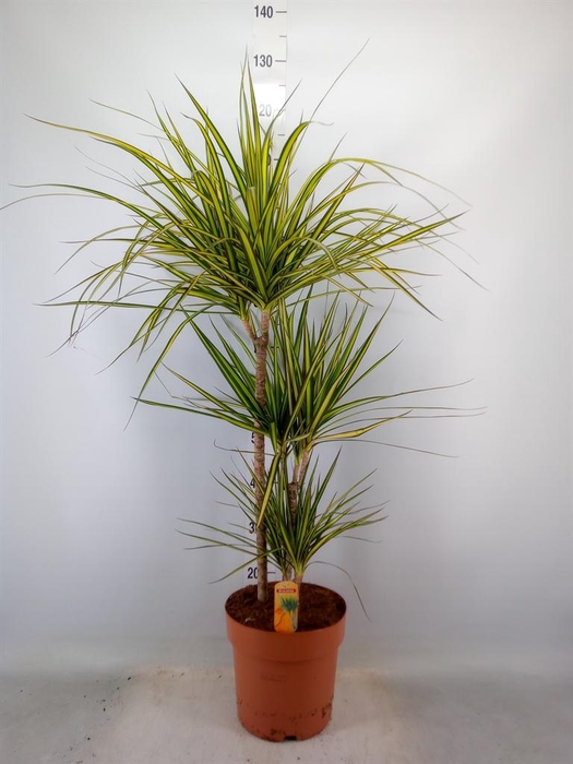 <h4>Dracaena marg. 'Sunray'</h4>