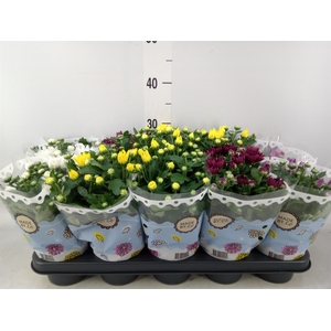 Chrysanthemum   ..rosebud mix