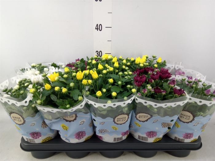 <h4>Chrysanthemum   ..rosebud mix</h4>