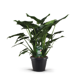 Alocasia Cucullata Decopot