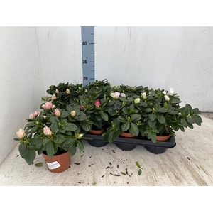 RHODO SI VOGEL GEM