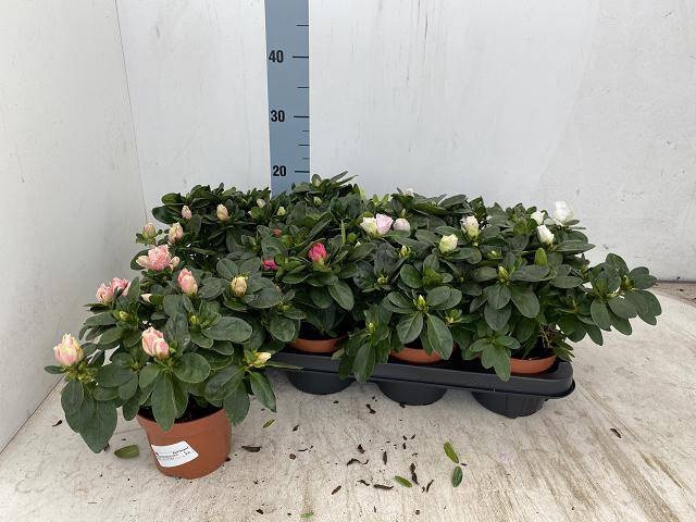<h4>RHODO SI VOGEL GEM</h4>