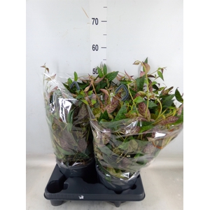 Aeschynanthus marmoratus