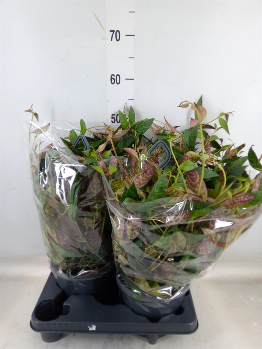 <h4>Aeschynanthus marmoratus</h4>
