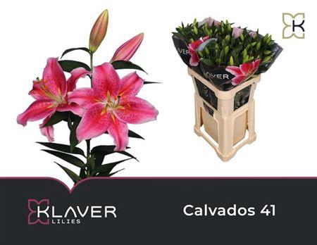 <h4>Li Or Calvados 4+</h4>