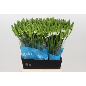 Ornithogalum Mount Fuji