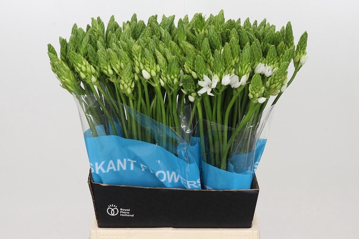 <h4>Ornithogalum Mount Fuji</h4>