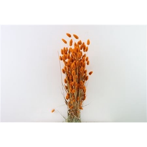 Dried Phalaris X5 Orange Bunch