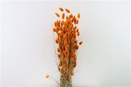 Dried Phalaris X5 Orange Bunch