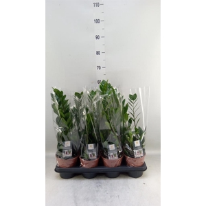 Zamioculcas zamiifolia