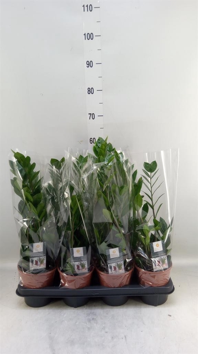 <h4>Zamioculcas zamiifolia</h4>