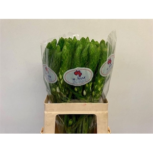 ORNIT THY WHITE STAR