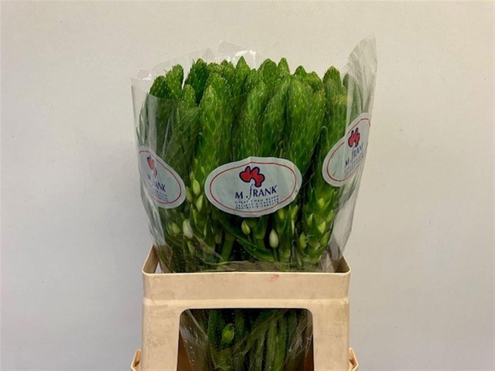 <h4>ORNIT THY WHITE STAR</h4>