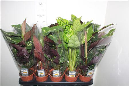 <h4>0calat Gem 3 Srt</h4>