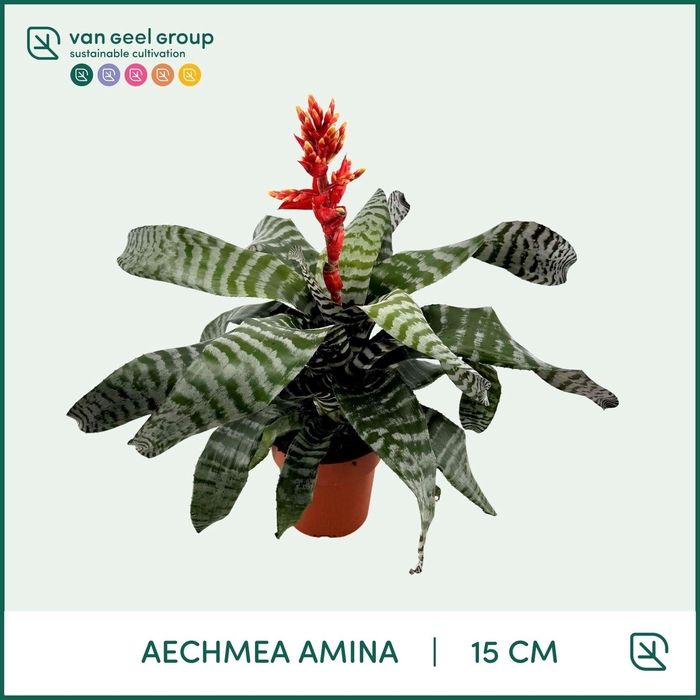 <h4>Aechmea ...</h4>