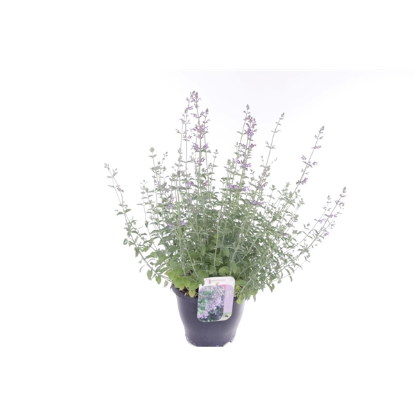Nepeta faassenii Six Hills Giant