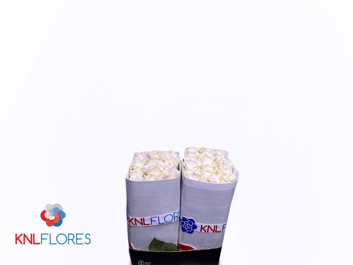 <h4>R GR VENDELA</h4>