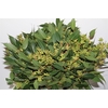 Euca Robusta Berry 400gr P Bunch