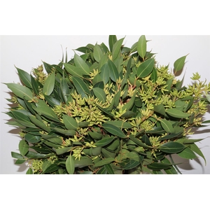 Euca Robusta Berry 400gr P Bunch