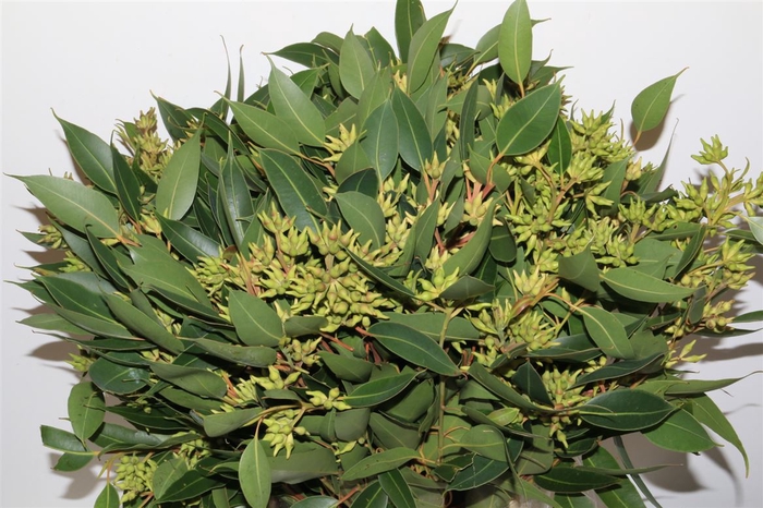 <h4>Euca Robusta Berry 400gr P Bunch</h4>
