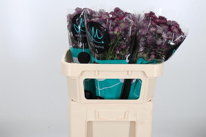 <h4>Astr Star Of Love</h4>