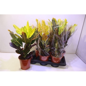 arr8 Cod Gr Excellent