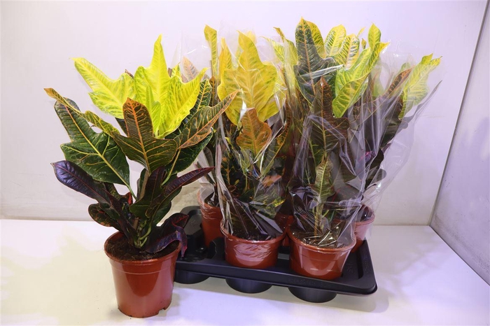 <h4>Cod Gr Excellent</h4>