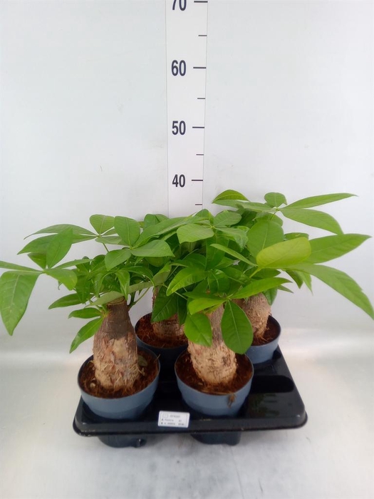 <h4>Pachira aquatica</h4>