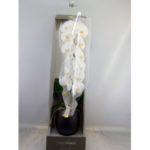 Phalaenopsis   ...white