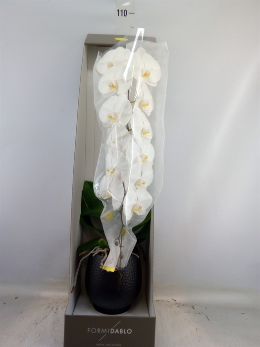 <h4>Phalaenopsis   ...white</h4>