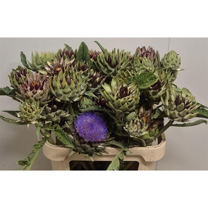 Cynara Sc Green Globe