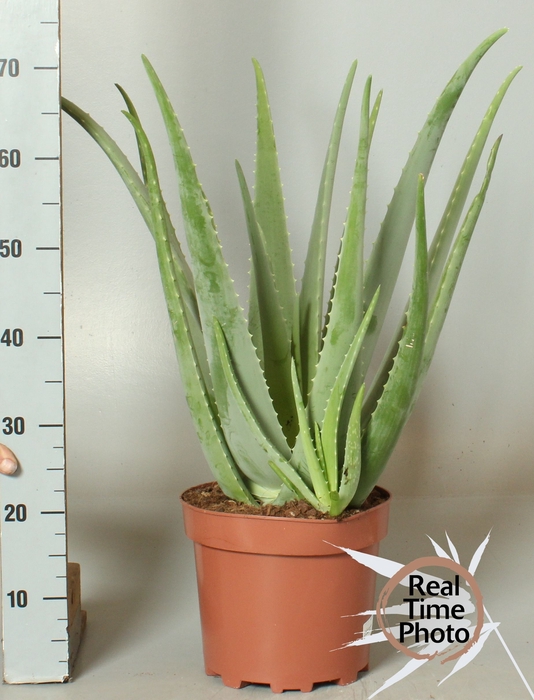 <h4>ALOE VERA</h4>