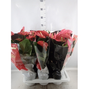 Anthurium   ...mix