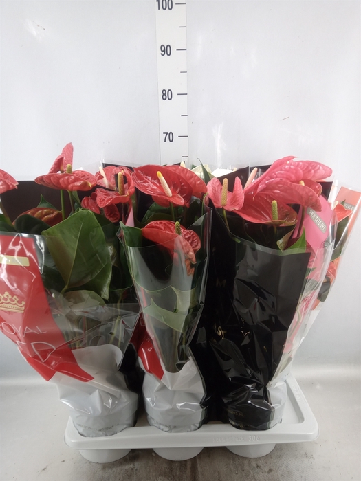 Anthurium   ...mix