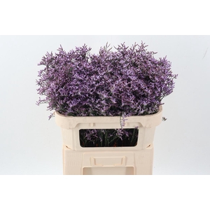 Lim Saf Lilac