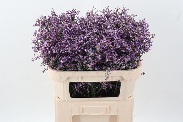 <h4>Lim Saf Lilac</h4>