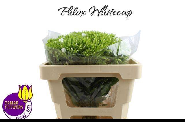 <h4>PHLOX P WHITECAP</h4>