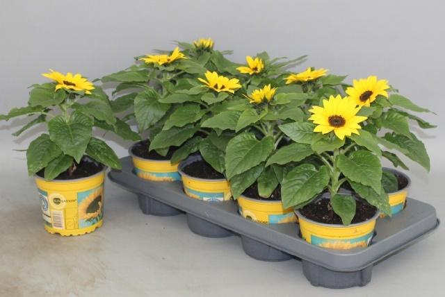 <h4>HELI SUNSATION</h4>