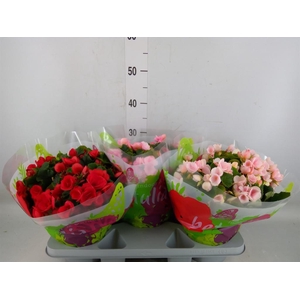 Begonia elat. EN 'Betulia' ..mix