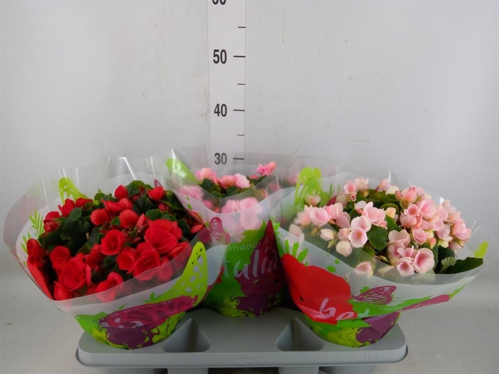 <h4>Begonia elat. EN 'Betulia' ..mix</h4>