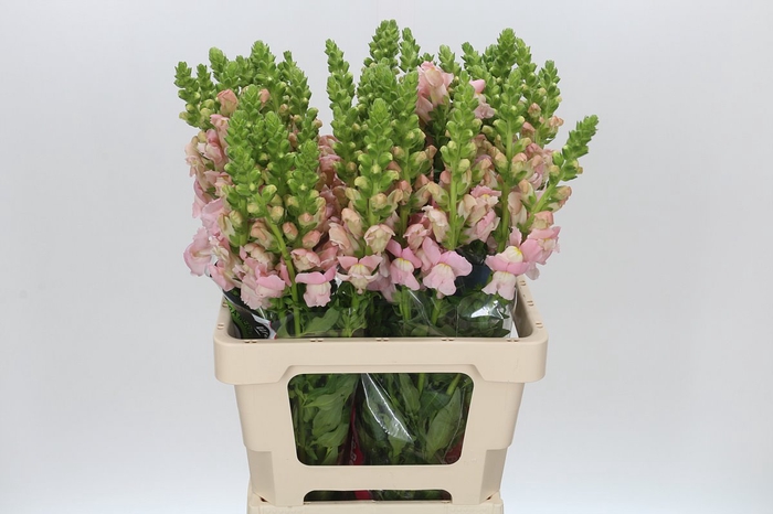 <h4>Antirrhinum Potomac Early Pink</h4>