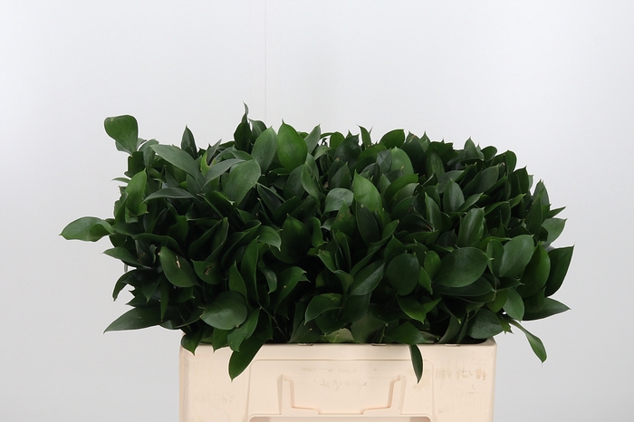 <h4>Ruscus</h4>