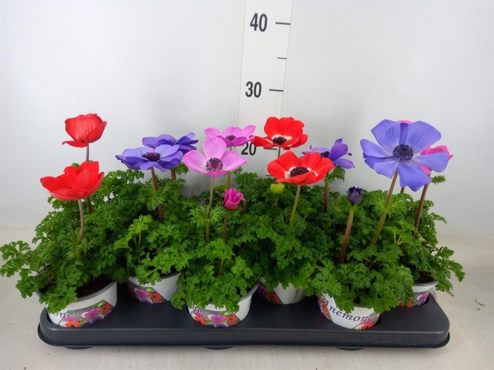 <h4>Anemone cor. 'Harmony' ..mix</h4>
