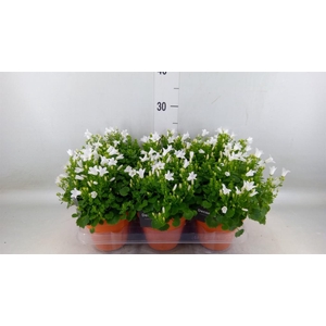 Campanula porten. 'Porto White'