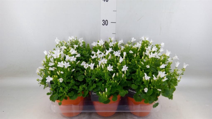 <h4>Campanula porten. 'Porto White'</h4>