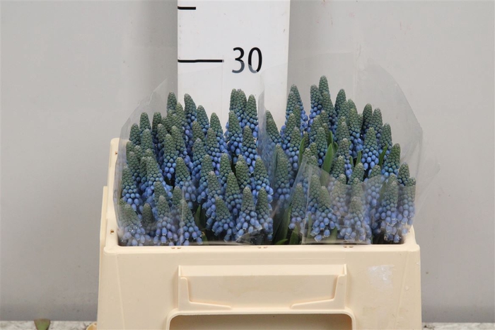 <h4>Muscari Alida</h4>