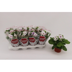 PRIMULA OB BLUE WHITE P13